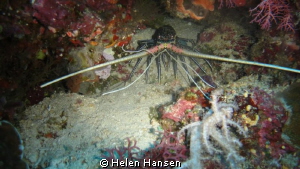 smiling Lobster by Helen Hansen 